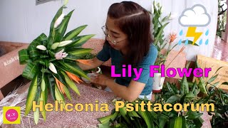 How to make a Heliconia PsittacorumLily Flower Arrangement for Altar [upl. by Ayouqat]