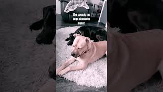 Pov the sounds my dogs stomach make youtubeshorts dog asmr pov [upl. by Odnala220]