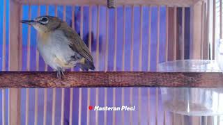 suara burung pleci gacor  suara burung pleci ngalas  MASTERAN suara burung pleci jantan ngecir [upl. by Hako258]