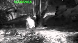 The INFRARED APES Thermal Footage of APES [upl. by Sirret]