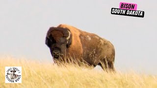 South Dakota Bison Hunt [upl. by Alda]