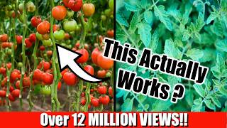 Grow Lots of Tomatoes Not Leaves  Complete Growing Guide [upl. by Aihsile]