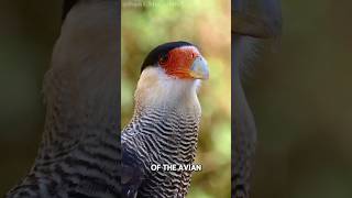 Caracara  Natures Avian MacGyver [upl. by Smeaj413]