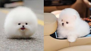 Cutest Teacup Pomeranian Puppies Compilation 5 [upl. by Hermine705]