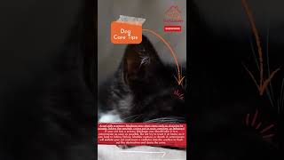 How do you treat a cat with a urinary blockage shorts [upl. by Jovitta691]