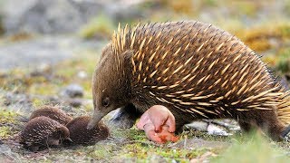 Echidna The Mammal Giving Birth To Cute Baby [upl. by Ibob]