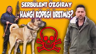 UĞUR ÇAĞLAR SERBÜLENT ÖZGİRAY HANGİ KÖPEĞİ ÜRETMİŞ Ugurcaglarr sserbulent1 [upl. by Nadaha856]