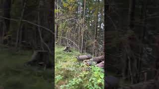 Norwegian Woods at Nordbytjernet in Jessheim wanderlusttravel wanderlust norway [upl. by Herbie951]