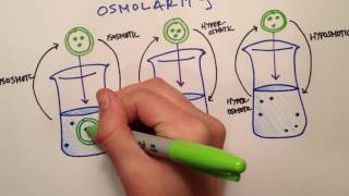 LPA 1B  Osmolarity vs Tonicity [upl. by Mark770]