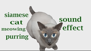 The Animal Sounds Siamese Cat Meowing and Purring  Sound Effect  Animation [upl. by Nnawtna]