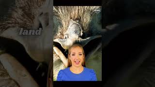 5 Mind Blowing Facts About Ostriches ostriche ostriches animalfacts bird birds shorts facts [upl. by Loraine]