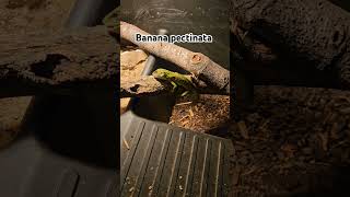 Banana pectinata animals pets iguana reptiles shorts fyp fypviral short pet animal cute [upl. by Eemak]