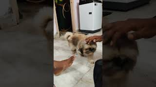 hyderabad pushpa viral india trendingshorts cutedog pomeranian dogs alluarjun shortdog [upl. by Karisa]