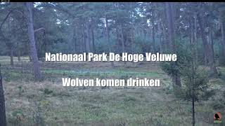 Wolven komen drinken 8 oktober 2024 [upl. by Kcyred]