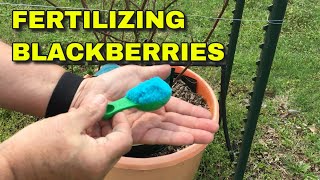 FERTILIZING BLACKBERRIES  A PROGRAM FOR SUCCESS [upl. by Fisuoy238]