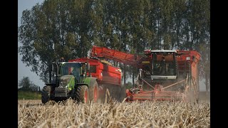 Loonbedrijf van Hal met Dewulf aardappel rooier bij Groep Waes  Waterlandkerkje [upl. by Shewmaker]