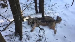 Coyote snaring a few different checks [upl. by Torr]