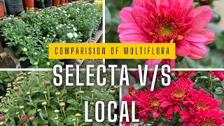 quotMultiflora Comparison Selecta vs Local Varieties  Superior Flower Size amp Longevityquot [upl. by Hulbard]