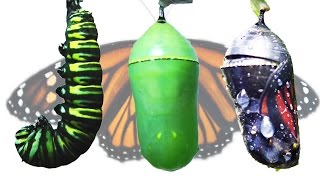 Monarch Butterfly Metamorphosis Timelapse FYV [upl. by Benji985]