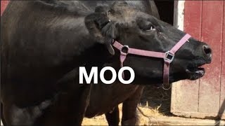 COW SOUNDS FOR KIDS COWS GO MOO [upl. by Jacobs]