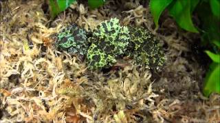 Vietnamese Mossy Frog [upl. by Nolita]