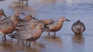 Calidris Sandpipers of Southern California [upl. by Tham]