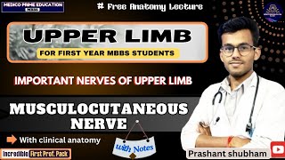 Musculocutaneous Nerve  Nerves of upper limb  Branches of musculocutaneous nerve mbbs [upl. by Scurlock]