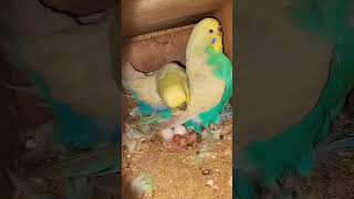 Budgies are Love Pair with Chicks and Eggs parrot budgries nesting [upl. by Maisey804]