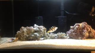 Valentini puffer fish eating and update [upl. by Kirsteni]