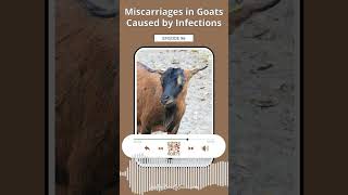 Miscarriages in Goats Caused by Infections [upl. by Boice]