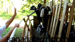 Sagana Farm Nubians  Black Delight in the Barn [upl. by Eemiaj764]