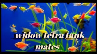 Top 9 Tank Mates For Colour Widow Tetra Fish  Fish knowledge [upl. by Gnoud536]