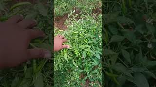 Chilli farm shree 12 33 virayti 🌿✅subscribe youtubeshorts vairalvideo [upl. by Ryter925]