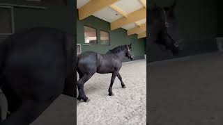 Incredible 173hh beautiful Percheron [upl. by Lednic]