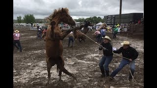 Wild Horse Racing In The MUD  2018 Miles City Bucking Horse Sale  1st Race [upl. by Sophy399]