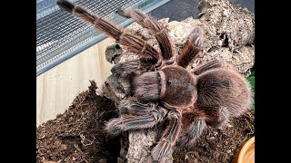 Grammostola rosea red Chilean rose rehouse and care [upl. by Humbert]