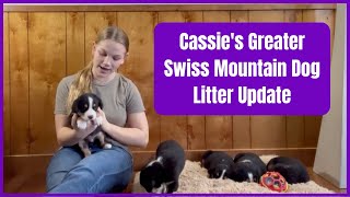 Cassies Greater Swiss Mountain Dog Litter Update [upl. by Bergmann]