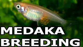 HOW TO BREED MEDAKA RICE FISH [upl. by Martyn519]