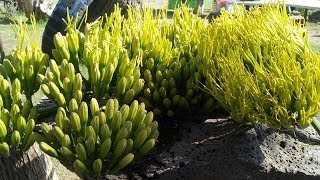 como limpiar gualumbos o flor de magueylas recetas de Lupita [upl. by Malachy]