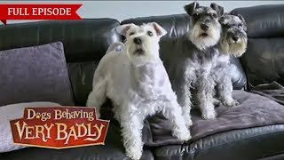 Full Episode – Three very bad dogs [upl. by Wittie]