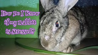 Stress in Rabbits Part 1 Sign and Symptoms  All About Rabbits [upl. by Rice981]