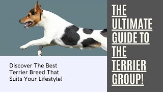 The Top 14 Terrier Group Dog Breeds [upl. by Atiluj606]