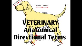 VETERINARY Anatomical terms 1st year Anatomy [upl. by Jacinto]