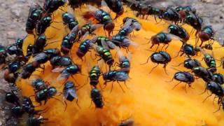 Insectos de Venezuela  Moscas de Barinas  Calliphoridae  Chrysomya megacephala [upl. by Armilda]