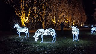 4K Zoolights  Leuchttiere im Zoo Rostock [upl. by Ardnosak679]