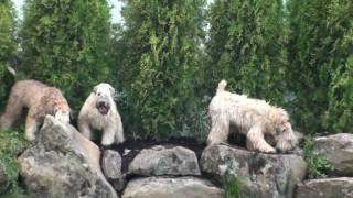 Wheaten Frolic summer 09 [upl. by Nwahsek883]