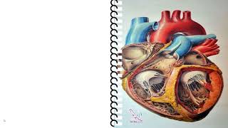 01 veterinary anatomy Cardiovascular system Horse heart part 1 2 [upl. by Dearden]