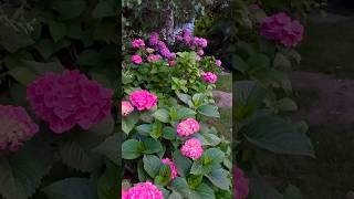 hydrangeamacrophyllaгортензияgardenгортензіяflowers parkjardinshortsアジサイсадnaturebest [upl. by Boser]