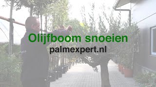 Hoe snoei ik mijn olijfboom  Palmexpertnl [upl. by Crosse]