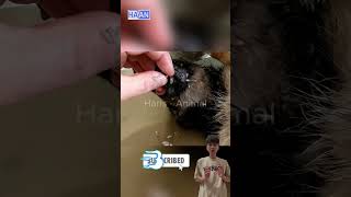 Remove maggot from dog skin animals asmr [upl. by Adran]